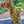 Saxophone alto Selmer Seles Axos